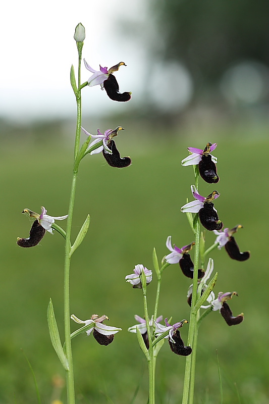 Ophrys bertolonii in FVG